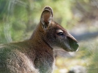 Klokan rudokrky - Macropus rufogriseus - Bennetts wallaby o6934